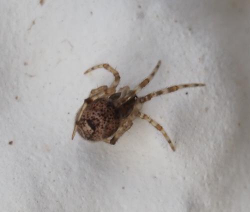 Réf. 246 969 : Parasteatoda (simulans-tepidariorum)